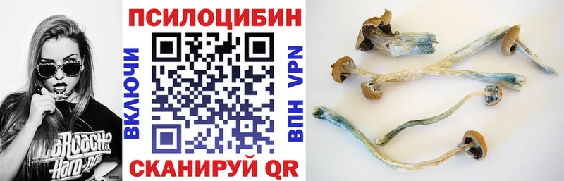 shop какой сайт  Армавир  Галлюциногенные грибы Psilocybe 